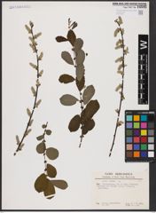 Foto von Salix aurita L.